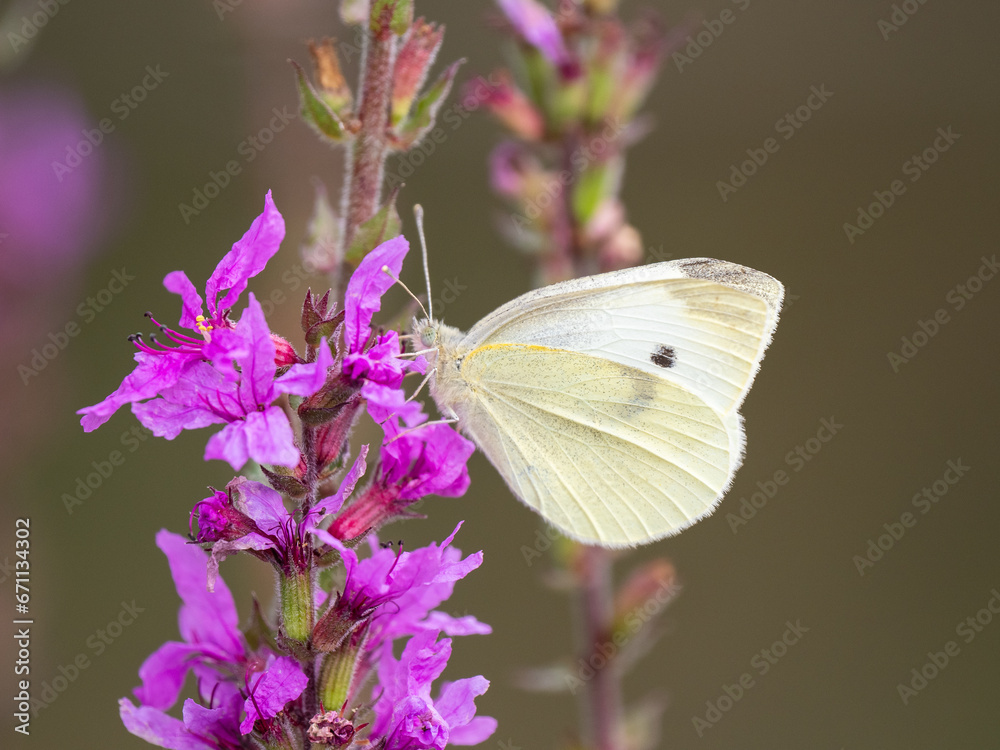 Small White Butterfly feeding on a Flower Small White Butterfly feeding on a Flower