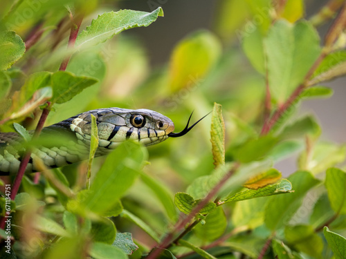 Close-up of a Grass Snake