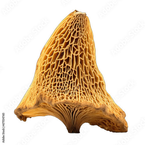 Dried Yellow morel mushroom isolated