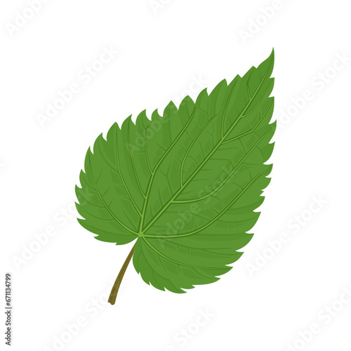 Green nettle leaf isolated on white background. Vector cartoon illustration.