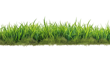 green grass isolated on transparent background cutout