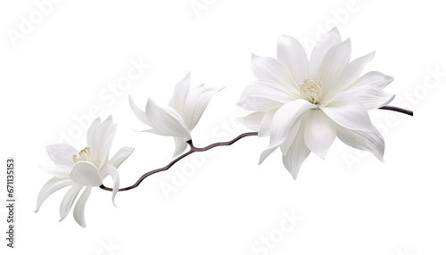 white flower isolated on transparent background cutout © Papugrat