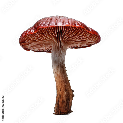 Dried Scarlet waxy cap mushroom isolated