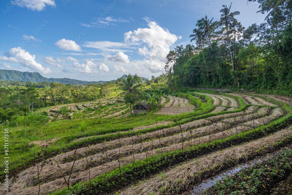 Rice fields in Sidemen valley, Bali, Indonesia.