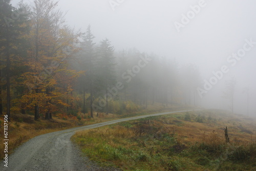 fog in the mountain forest