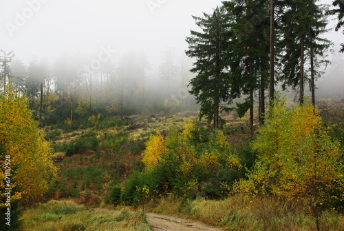 Autumn fog in the forest