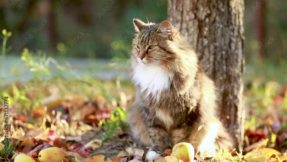 beautiful fluffy red Siberian cat walking outdoors in autumn countryside yard, pet sitting under pear tree among fallen leaves in sunlight on nature beautiful fluffy red Siberian cat walking outdoors in autumn countryside yard, pet sitting under pear tree among fallen leaves in sunlight on nature
