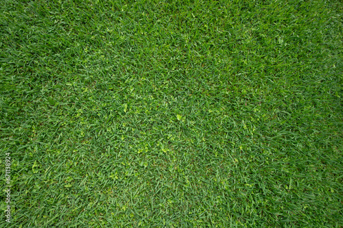 Soft green wet grass background