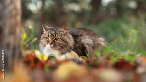 beautiful fluffy red Siberian cat walking outdoors in autumn countryside yard, pet sitting among fallen leaves on nature