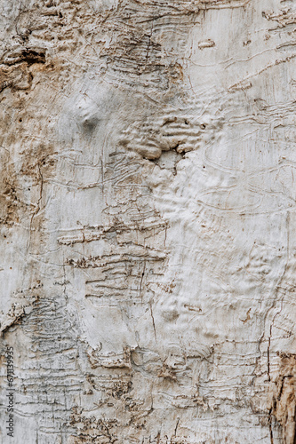 Background, texture of the peeled surface of a tree without bark with a bark beetle pattern. Photography, abstraction.