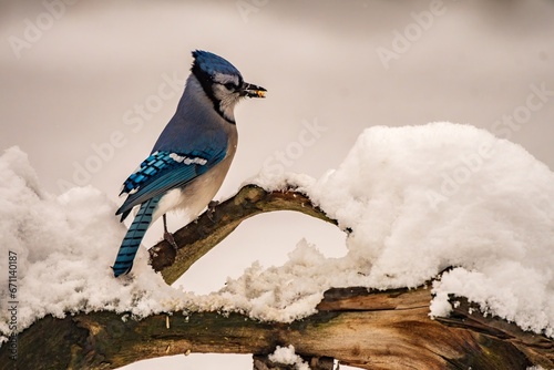 Blue Jay perched on snowy branch