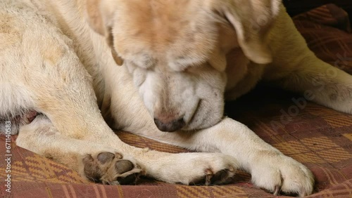 Swollen from allergies old sick fawn labrador retriever dog licks himself. Domestic animal diseases.