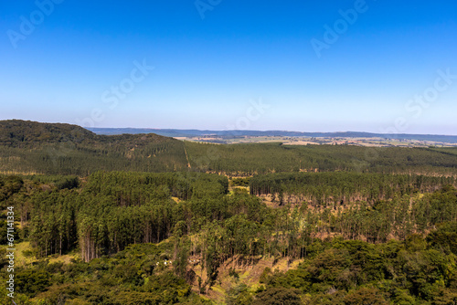 view of eucalyptus plantation, with vegetation and mountains in the background.
