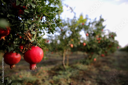 Pomegranate on the tree, Ripe pomegranate fruit on tree branch, Alley of Ripe pomegranate fruits hanging on a tree branches in garden. Harvest concept, Pomegranate tree plantation in season picking.
