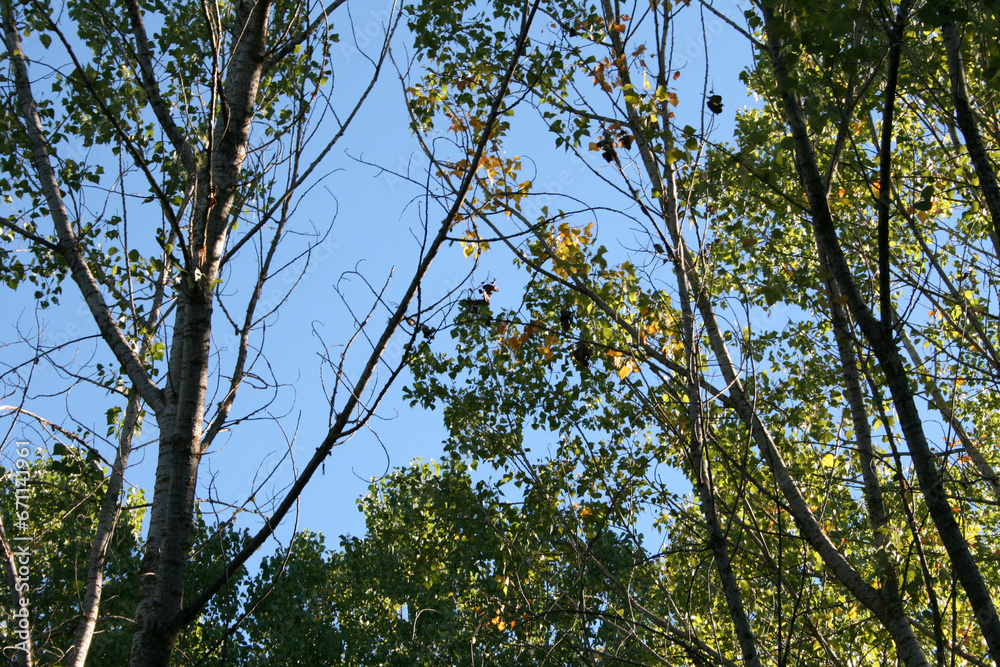 Fototapeta premium Bosque Otoño