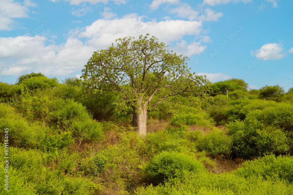 Green baobab in savanna blue sky background.