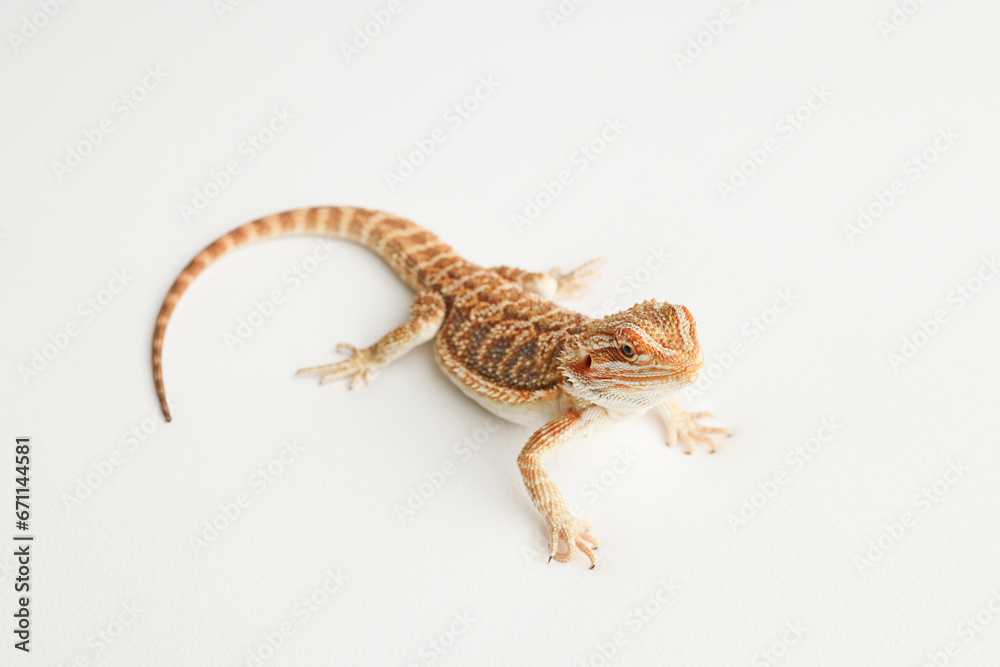 Naklejka premium Bearded dragon, pogona vitticeps, isolated on white background, Tiger Pattern Morphs. Professional studio macro photography on isolated white background