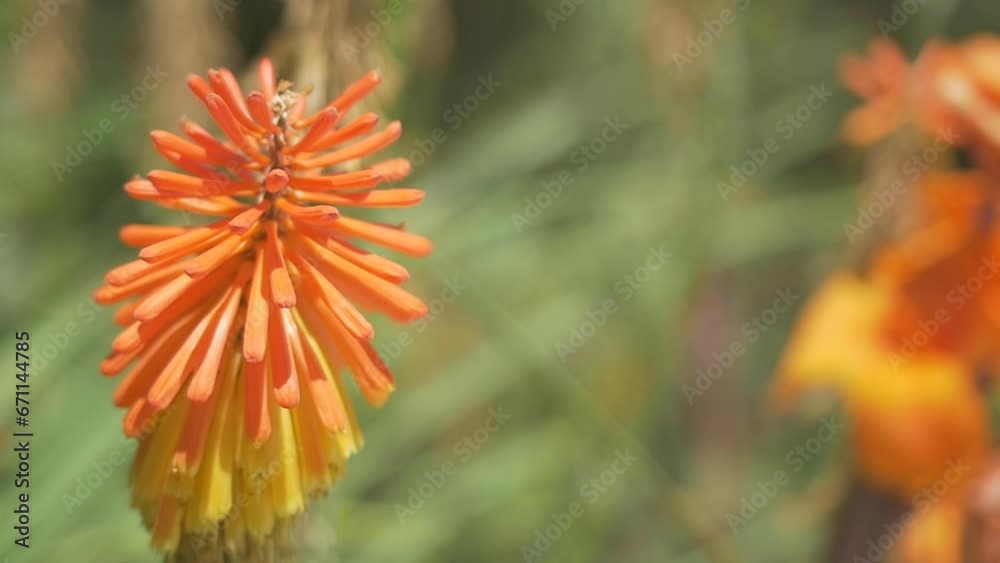 slow motion camera travelling close up on blossoming orange and yellow desert flower slow motion camera travelling close up on blossoming orange and yellow desert flower