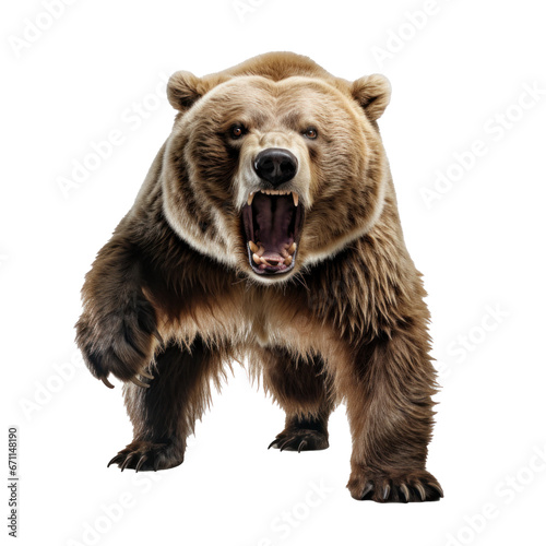 bear standing on its hind legs and growling isolated © olegganko