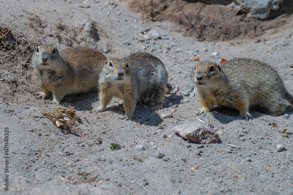 Fototapeta premium Three mountain gopher (Caucasian gopher, Spermophilus musicus) stand alert on a sunny day. Elbrus region, Russia