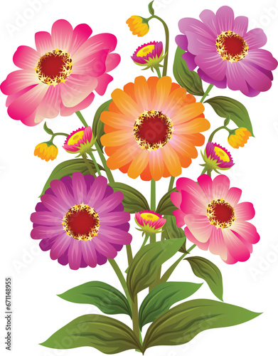 zinnia flower vector illustration