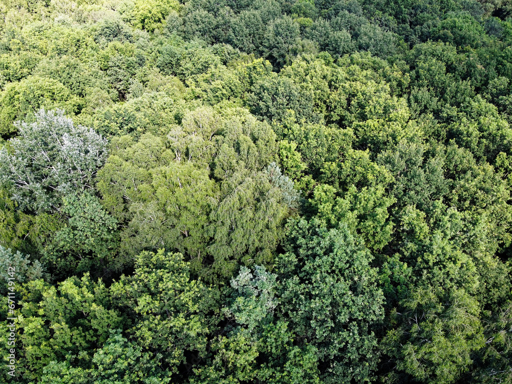 Beautiful dense forest, top view. The tops of a variety of trees.