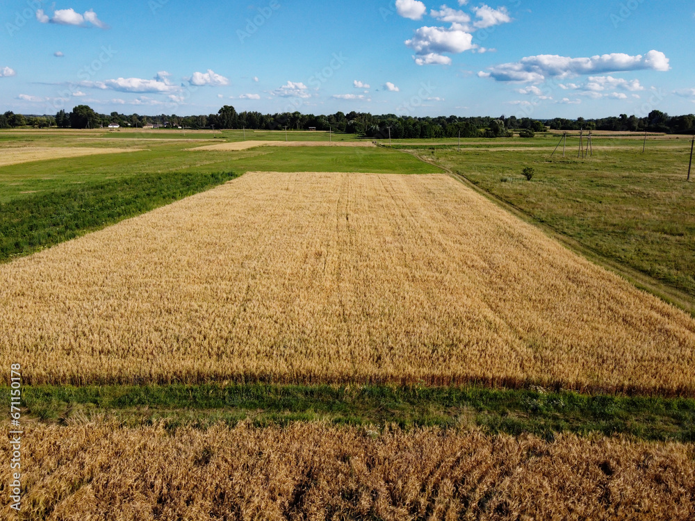 Ripe cereals on a farm field in summer, top view. Clear blue sky over the fields, landscape from a bird's eye view.