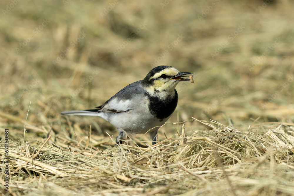 Naklejka premium とても小さな虫をくわえているハクセキレイ