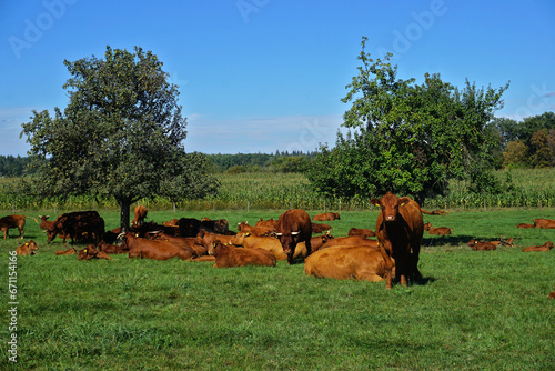 Kuhherde auf der Weide, liegend und wiederkäuend
