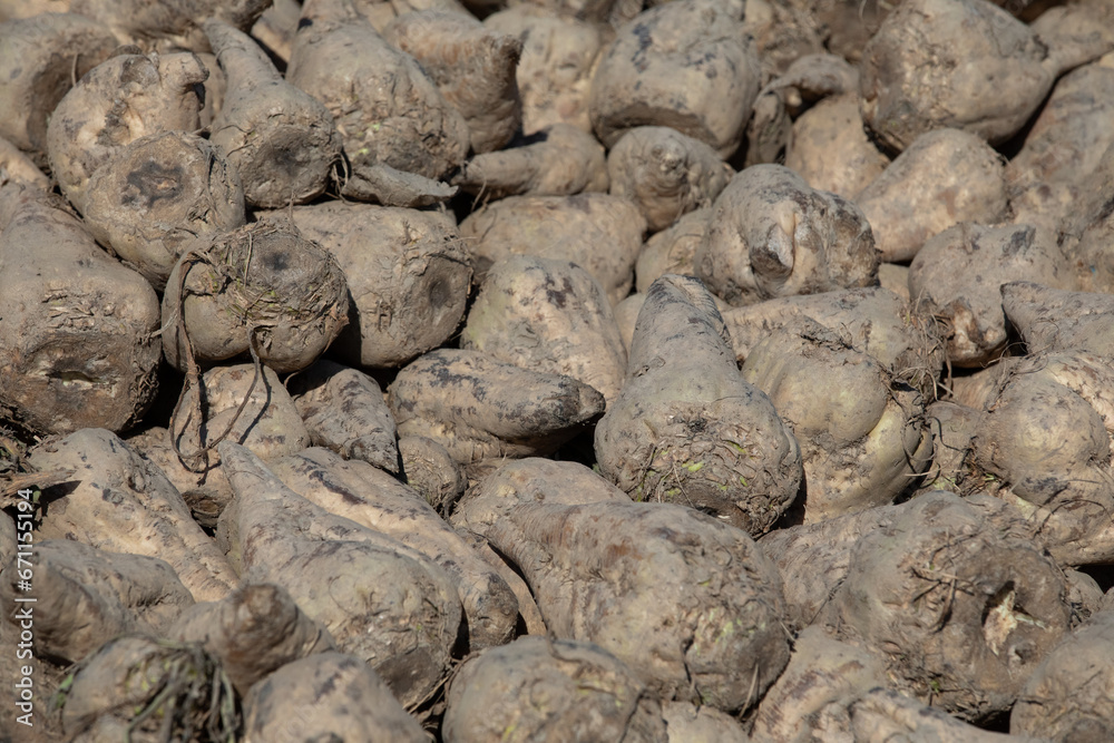 Close up of big pile of harvested fodder beets