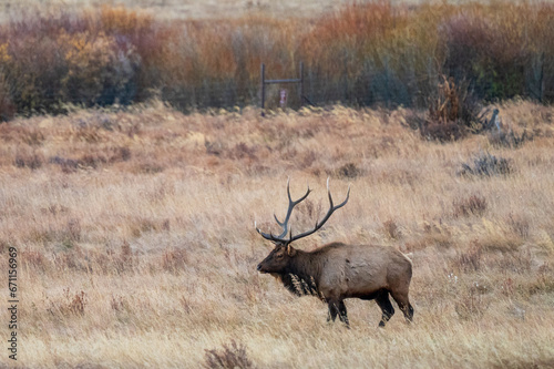 elk in park national park