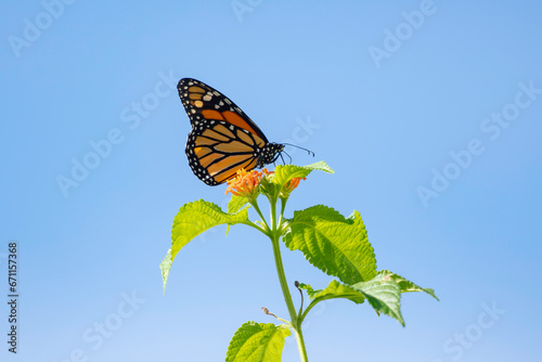 Canvas Print Beautiful Monarch butterfly feeding on flowers isolated in the blue sky