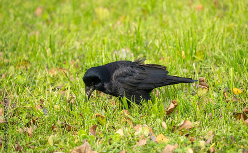 a crow walks through the green grass looking for food photo