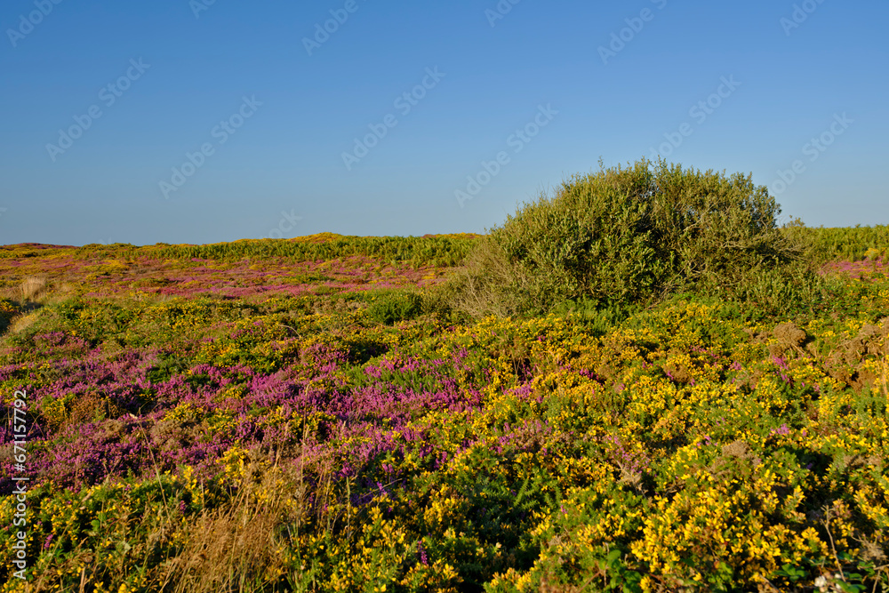 fields of heather and broom at Cap Fréhel, a peninsula in Côtes-d'Armor, in northern Brittany, France