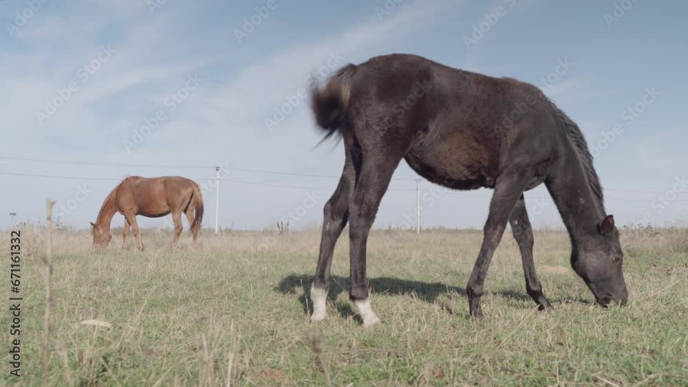 Horses graze freely in the field Horses graze freely in the field