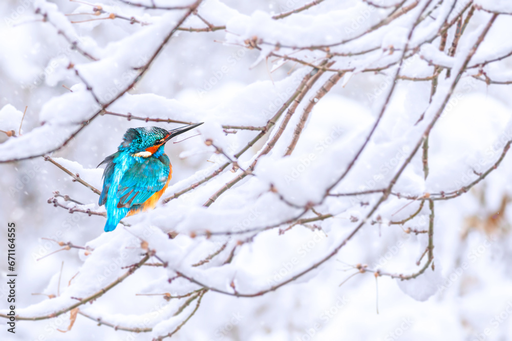 Winter season and cute little bird. Kingfisher. Winter nature background. Winter season and cute little bird. Kingfisher. Winter nature background.