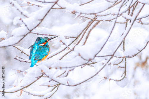 Winter season and cute little bird. Kingfisher. Winter nature background. 