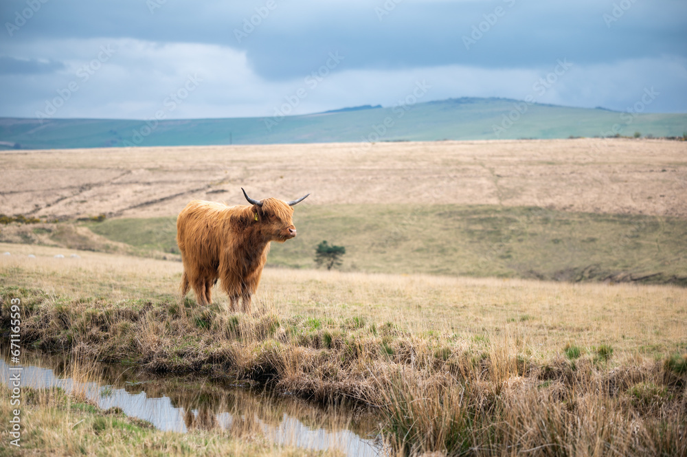 Highland cattle standing on the grass meadow near water, blurred background. Scottish cattle breed on the dry grass rolling field Highland cattle standing on the grass meadow near water, blurred background. Scottish cattle breed on the dry grass rolling field