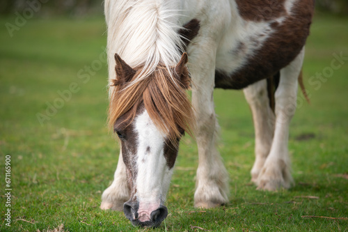 Wild pony of Dartmoor National Park close-up, Devon, UK