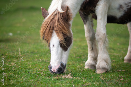 Wild pony of Dartmoor National Park close-up, Devon, UK © Alisa