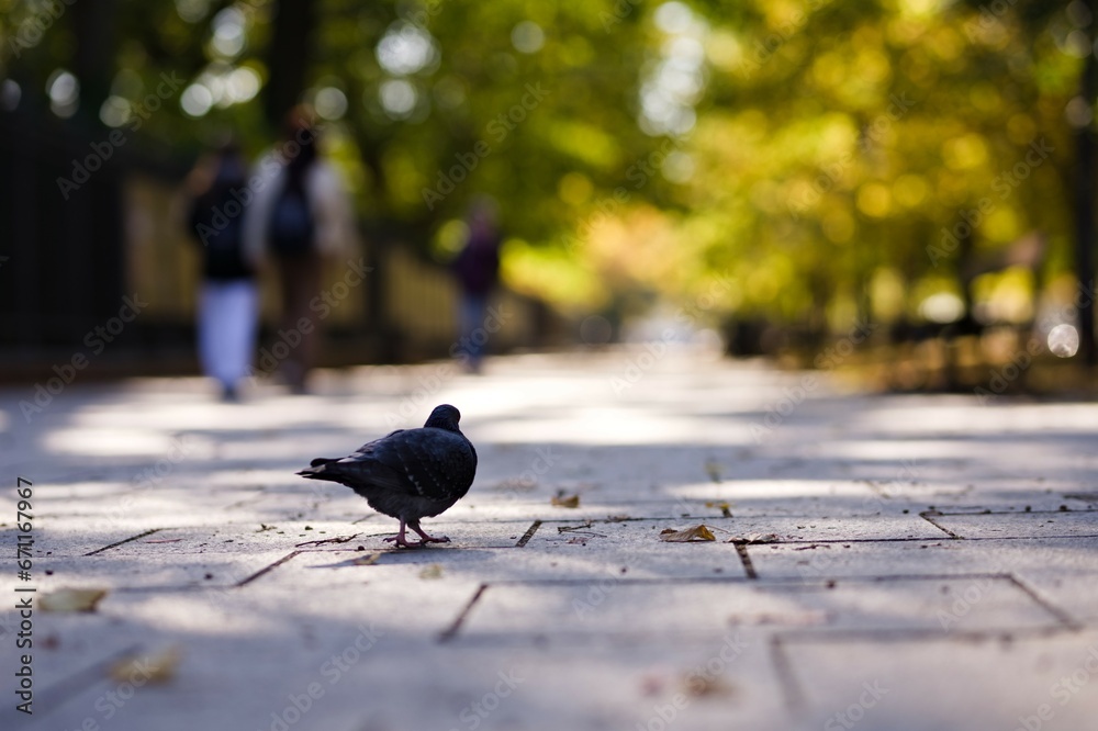 Gołąb miejski kroczący po chodniku w mieście w słoneczny jesienny dzień - obrazy, fototapety, plakaty 