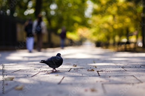 Gołąb miejski kroczący po chodniku w mieście w słoneczny jesienny dzień