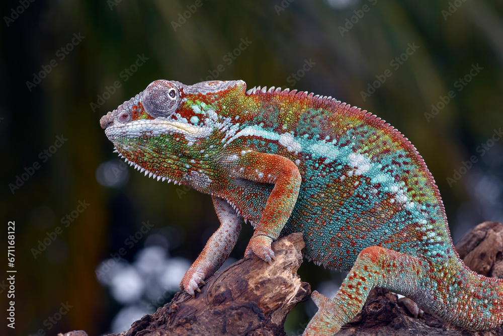 Panther chameleon on a tree log Panther chameleon on a tree log