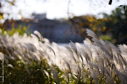Trawy ozdobne bujające się na wietrze w parku miejskim w słoneczny jesienny dzień