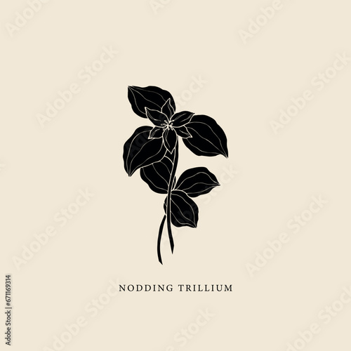 Flat vector nodding trillium illustration photo
