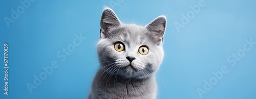 adorable grey cat, AI generated