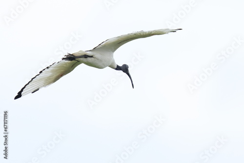 ibis sacro photo