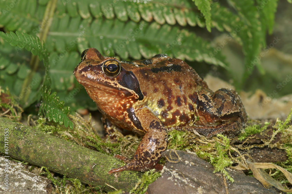 Close-up on a female of the European Common brown frog, Rana temporaria Close-up on a female of the European Common brown frog, Rana temporaria