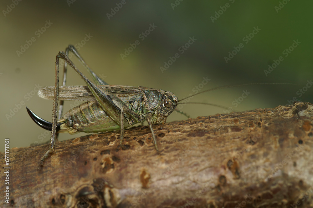 Closeup on the rare Grey Bush-cricket, Platycleis albopunctata Closeup on the rare Grey Bush-cricket, Platycleis albopunctata