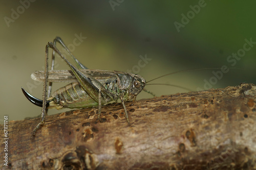 Closeup on the rare Grey Bush-cricket, Platycleis albopunctata photo